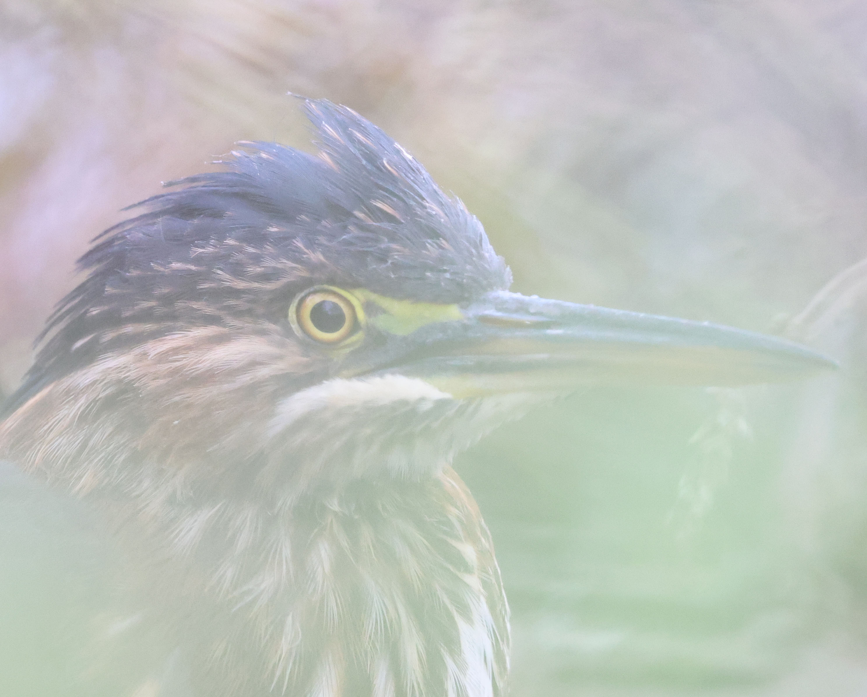 Juvenile Green Heron