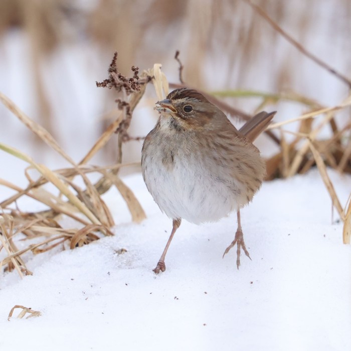 Swamp Sparrow