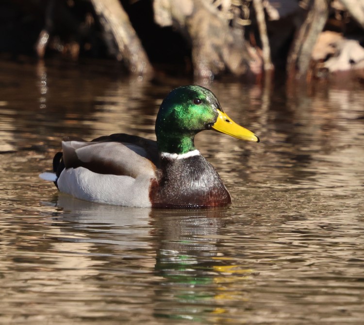 Mallard
