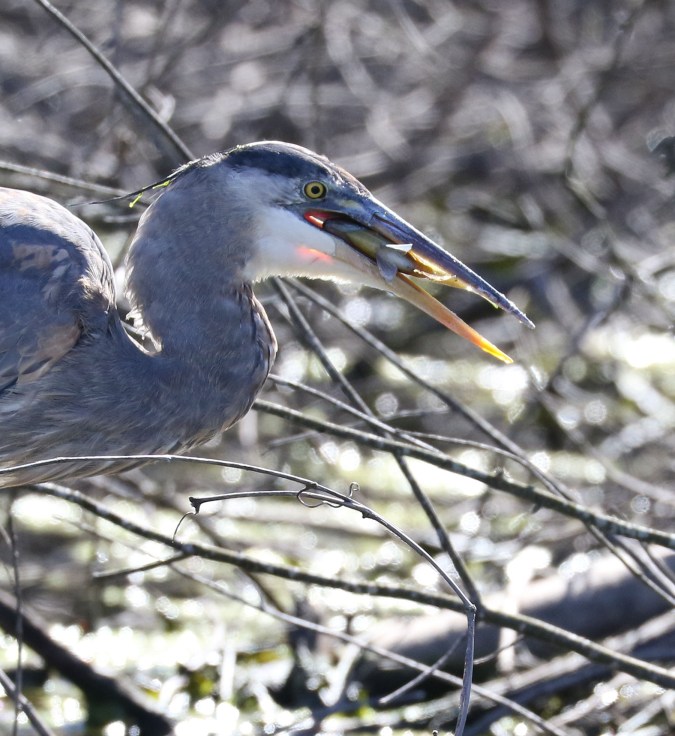 Great Blue Heron