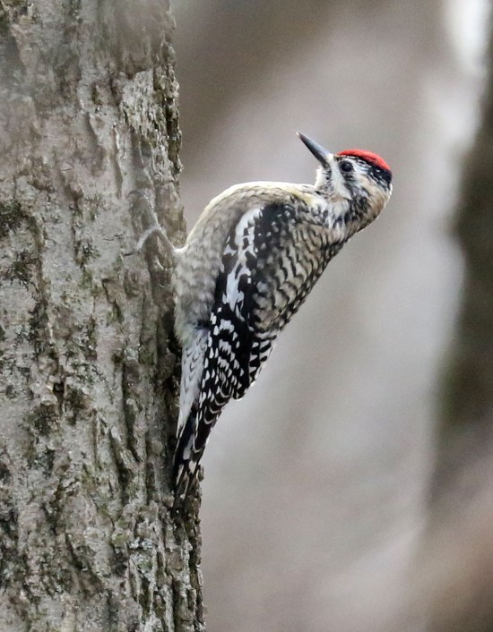 Female Yellow-bellied Sapsucker