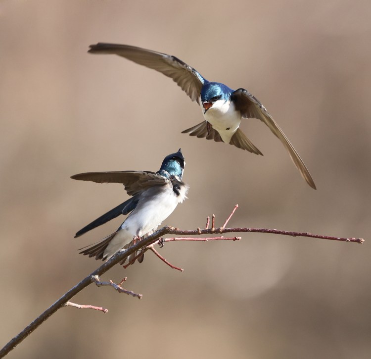 Tree Swallows