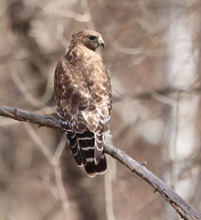 Red-shouldered Hawk