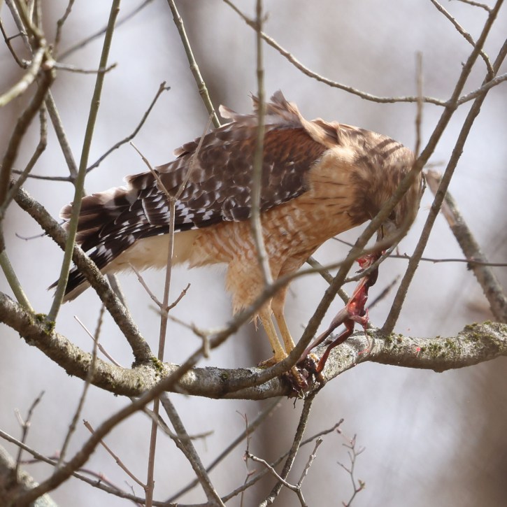 Red-shouldered Hawk with prey