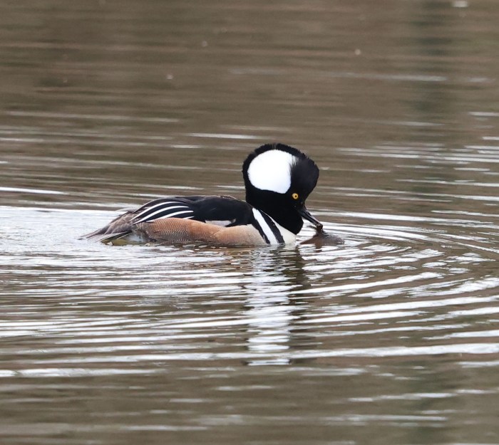 Male and female Hooded Merganser