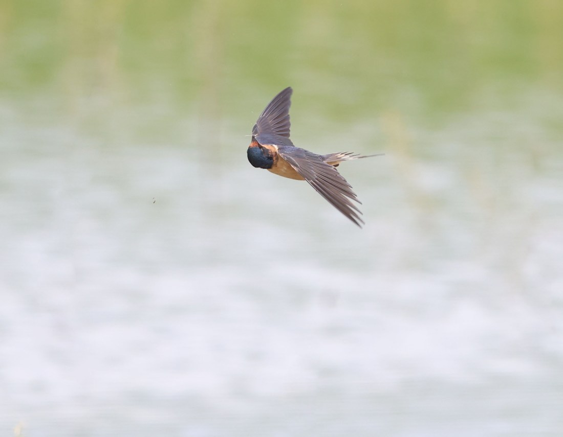 Barn Swallow