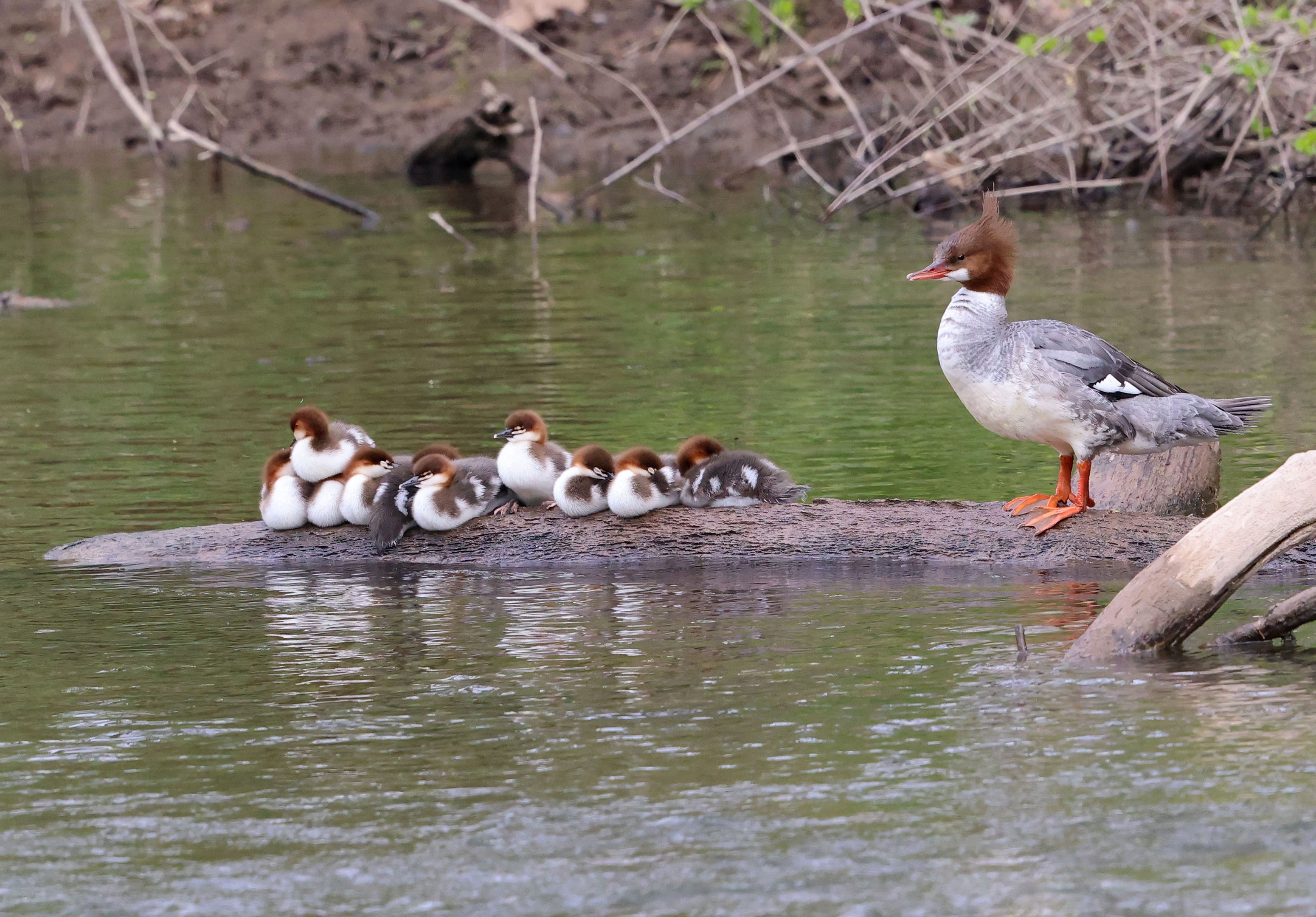 Female Common Merganser with chicks