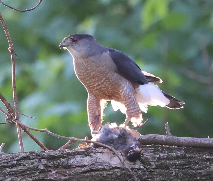 Cooper's Hawk with prey