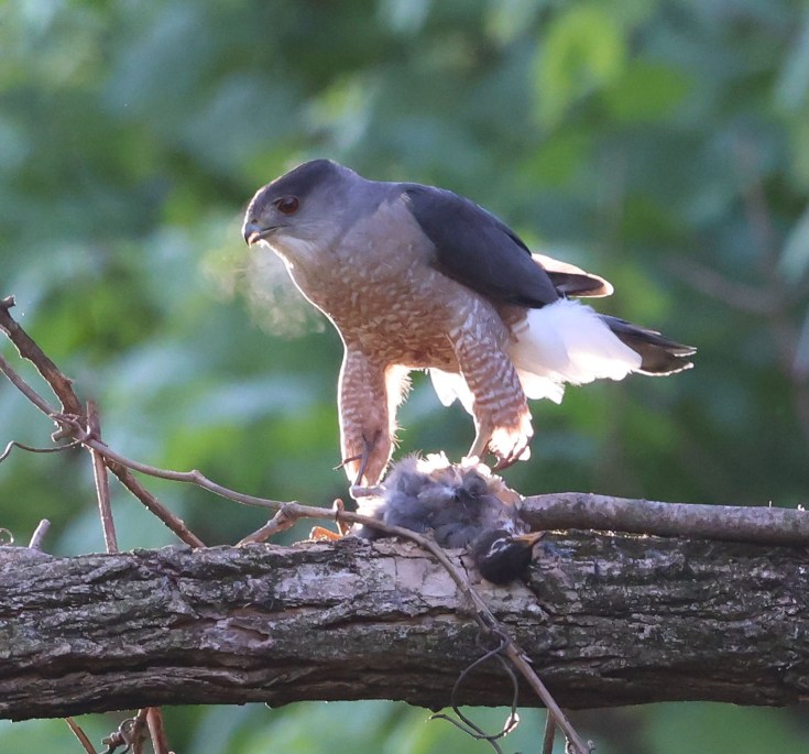 Cooper's Hawk with prey