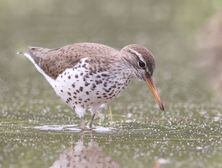 Spotted Sandpiper