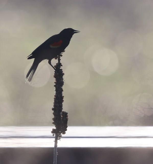 Male Red-winged Blackbird