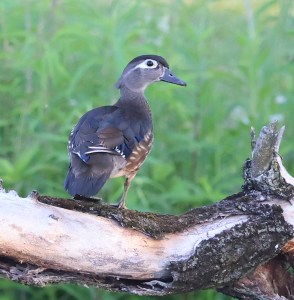 Female Wood Duck