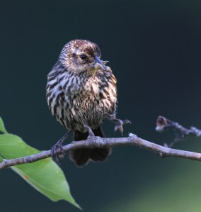 Female Red-winged Blackbird