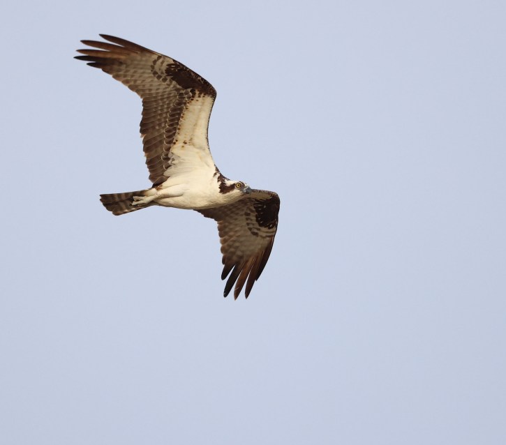 Male Osprey