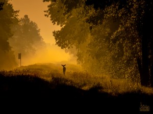 Male white-tailed deer