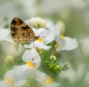 Pearl crescent butterfly