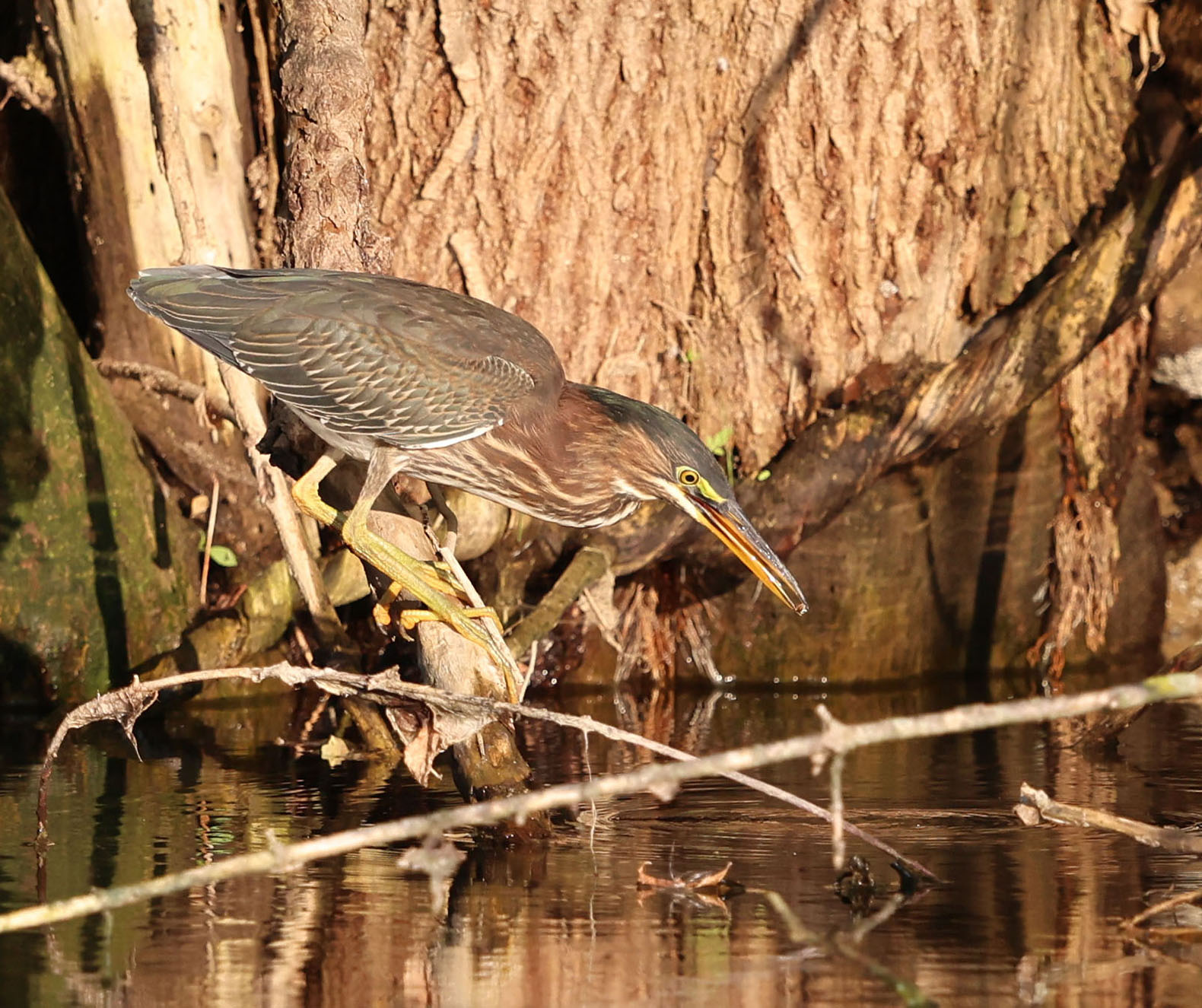 Green Heron