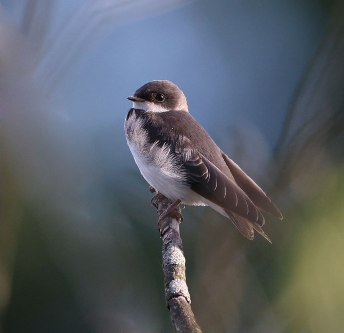 Juvenile Tree Swallow