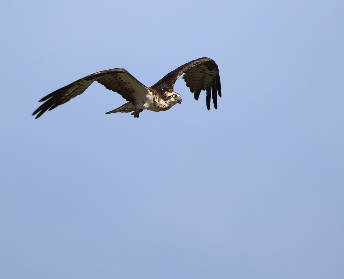 Female Osprey