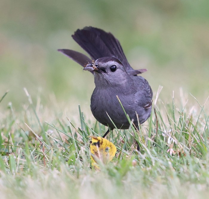 Gray Catbird