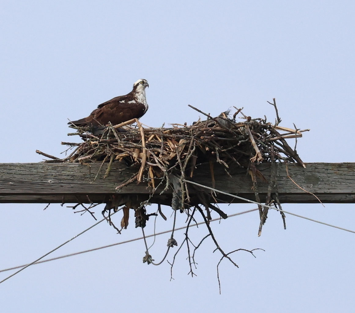 Female Osprey