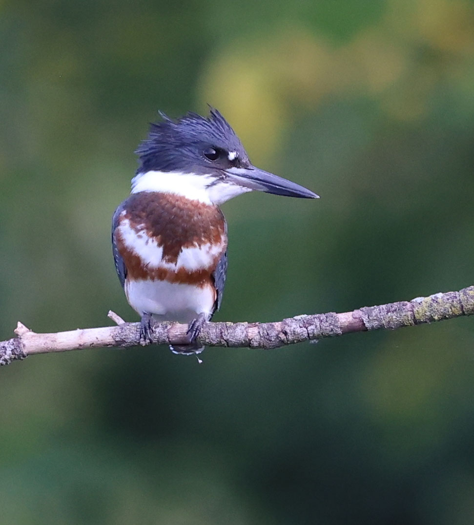 Juvenile female Belted Kingfisher