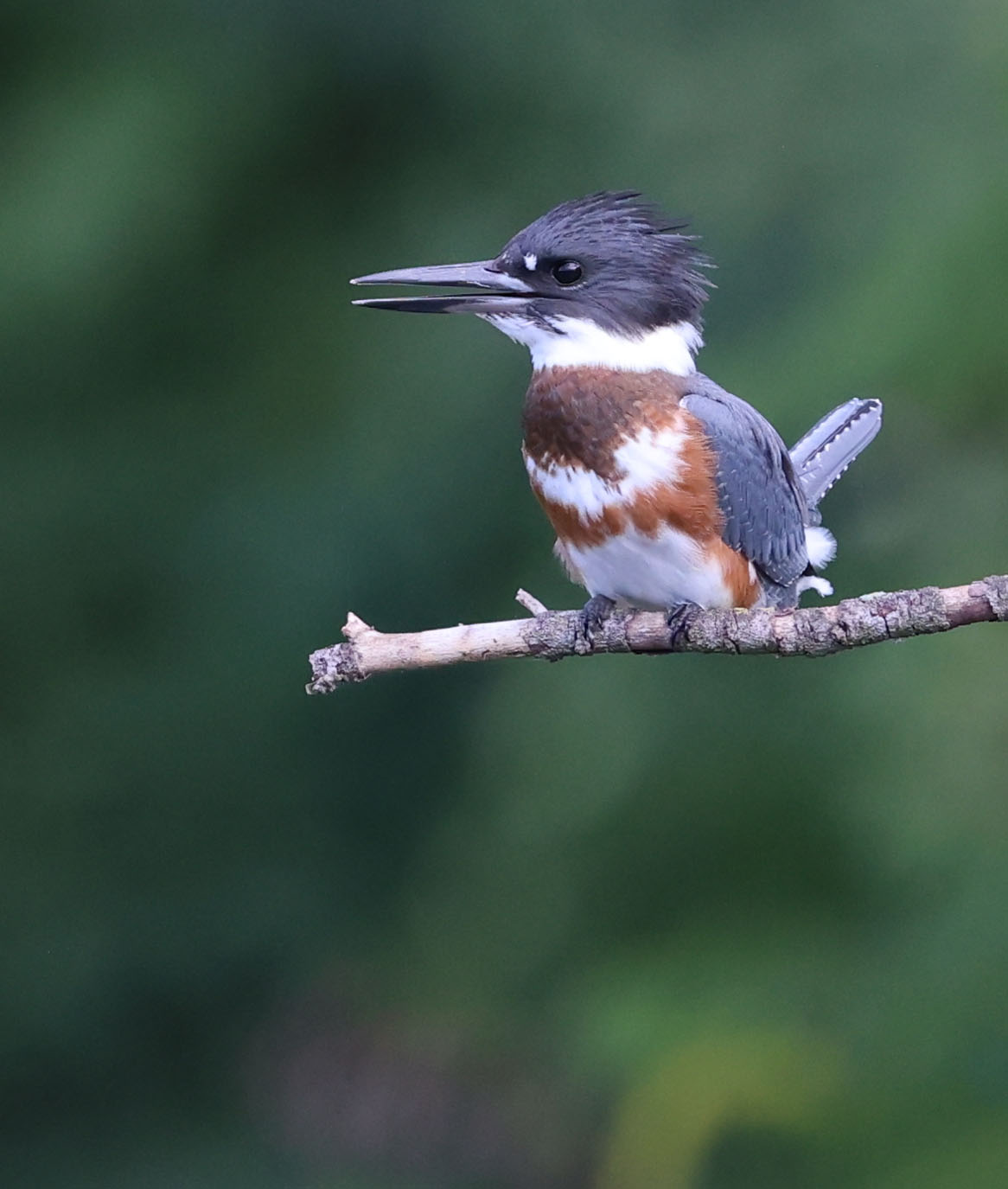 Juvenile female Belted Kingfisher