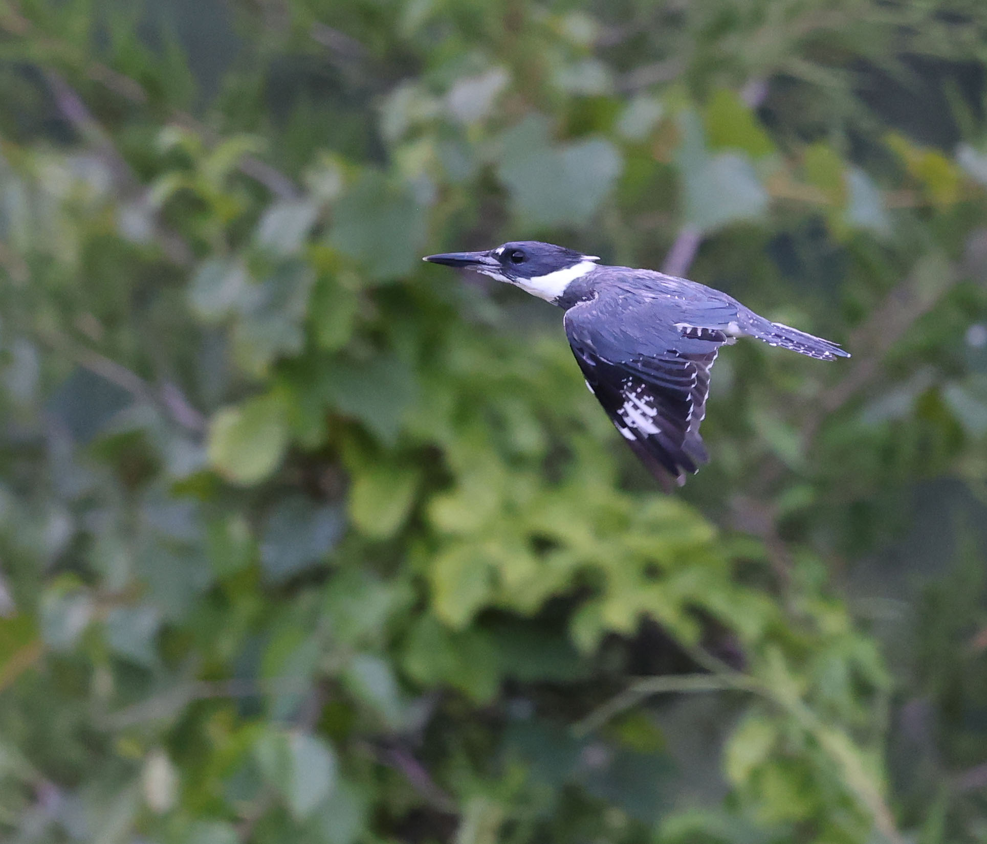 Adult male Belted Kingfisher