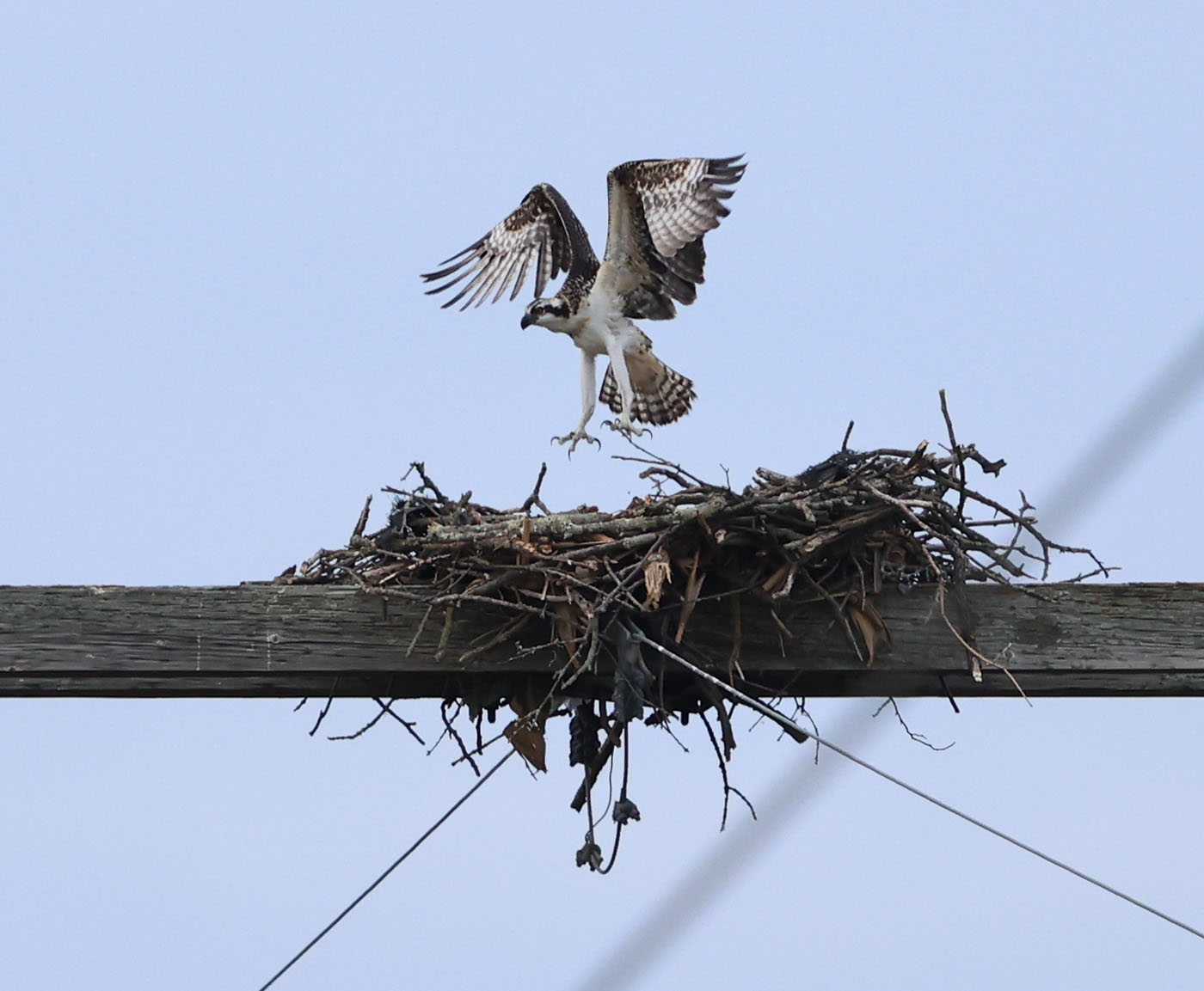 Juvenile Osprey
