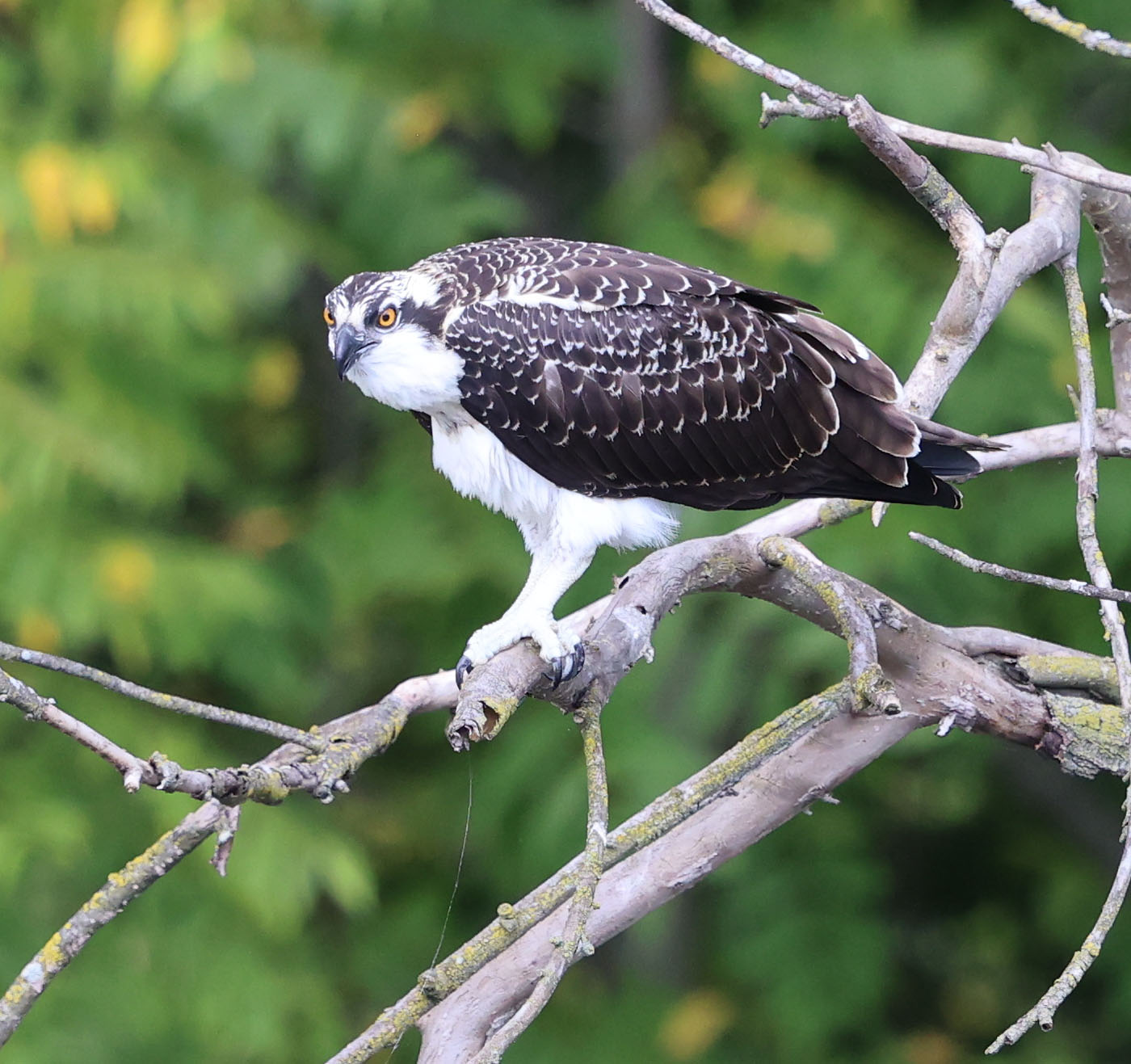Juvenile Osprey