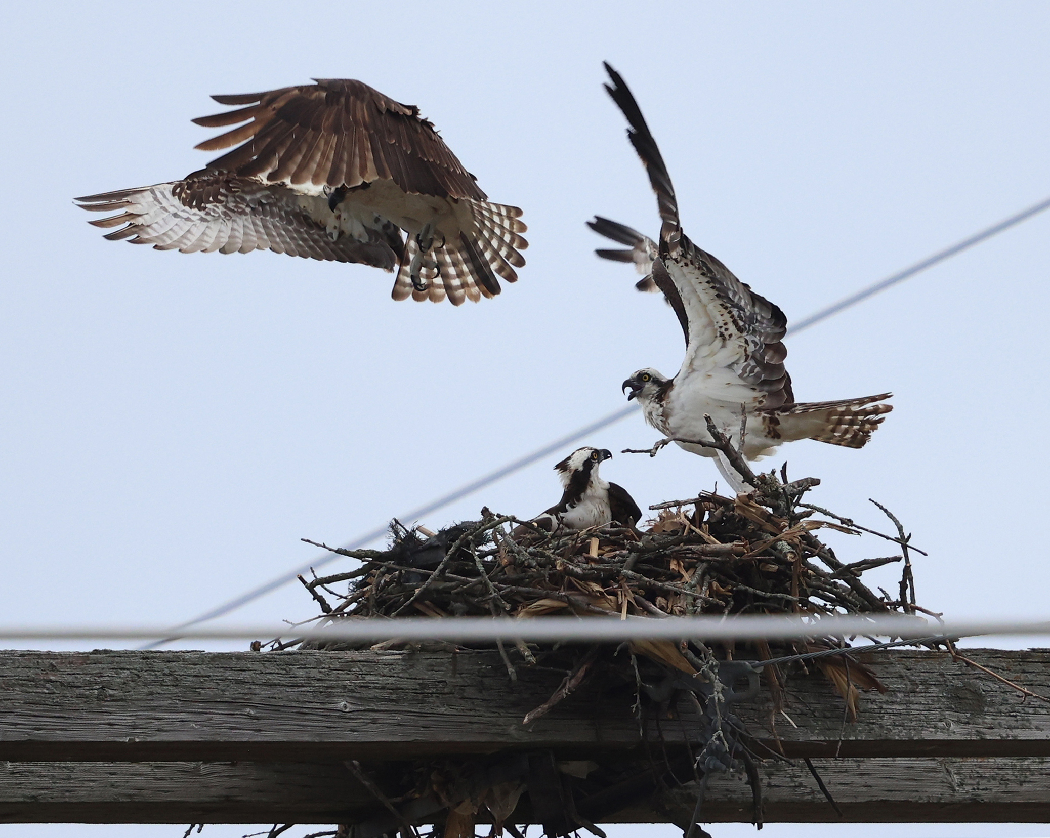 Male Osprey defending the nest