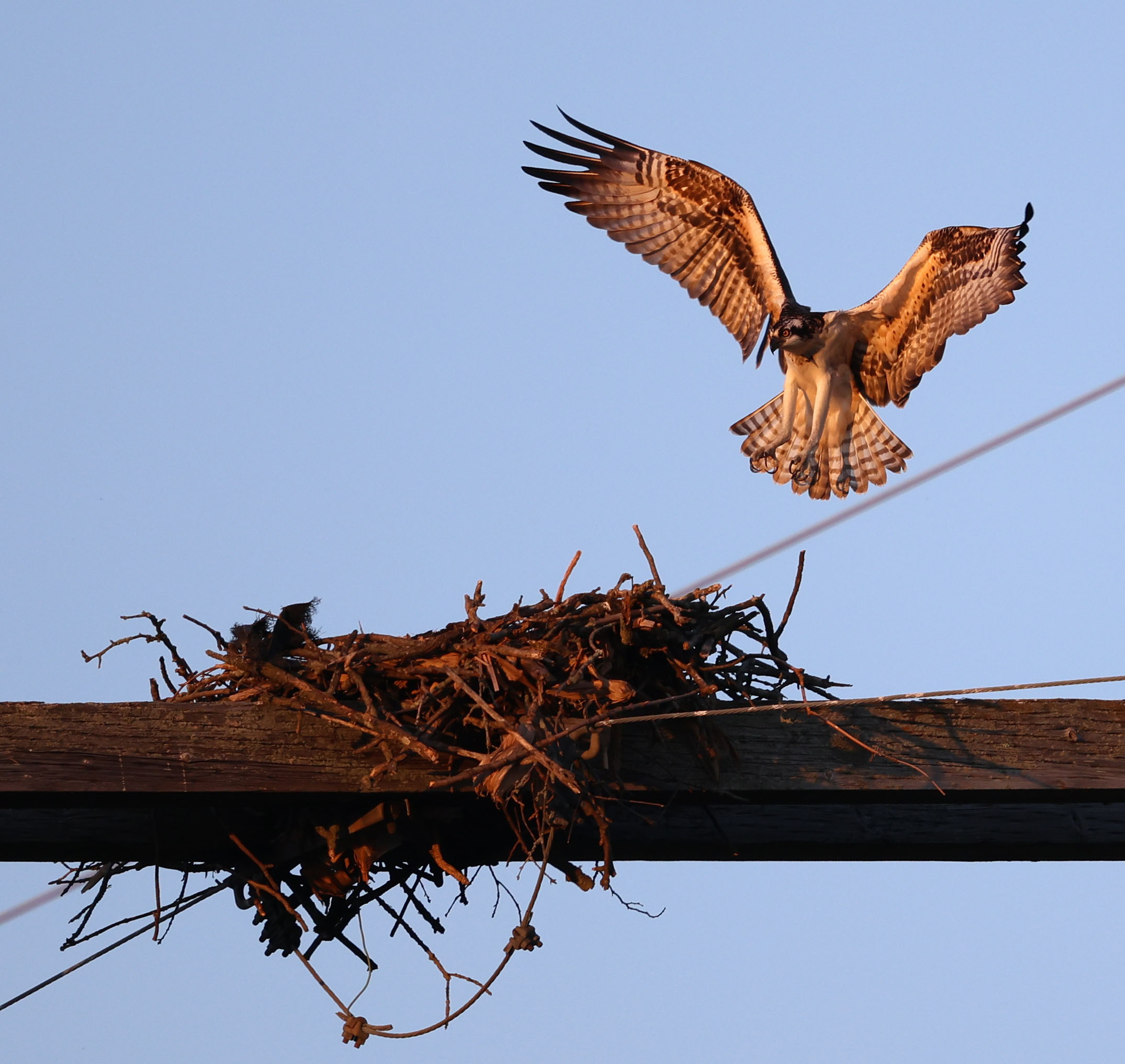 Juvenile Osprey