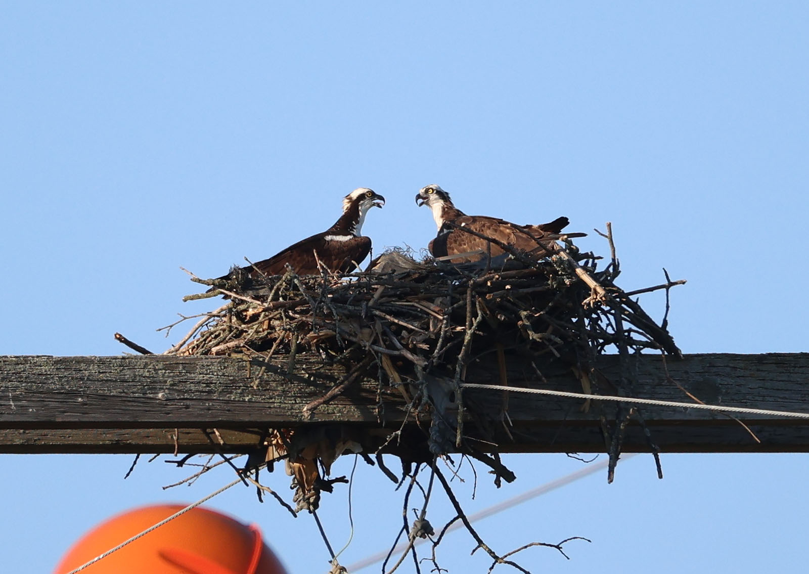 Male and female Osprey