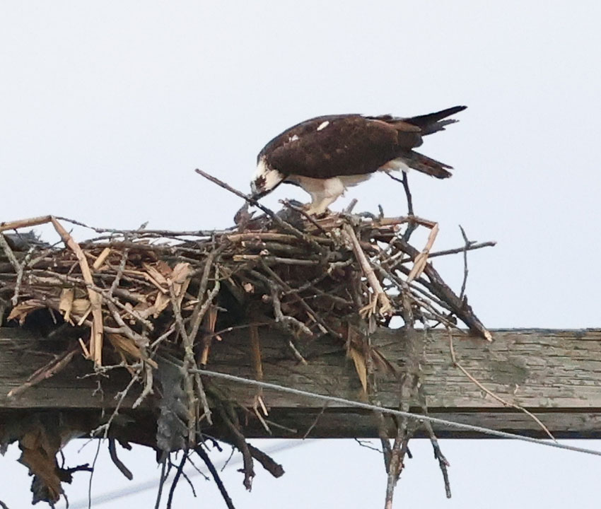 Female Osprey feeding chick