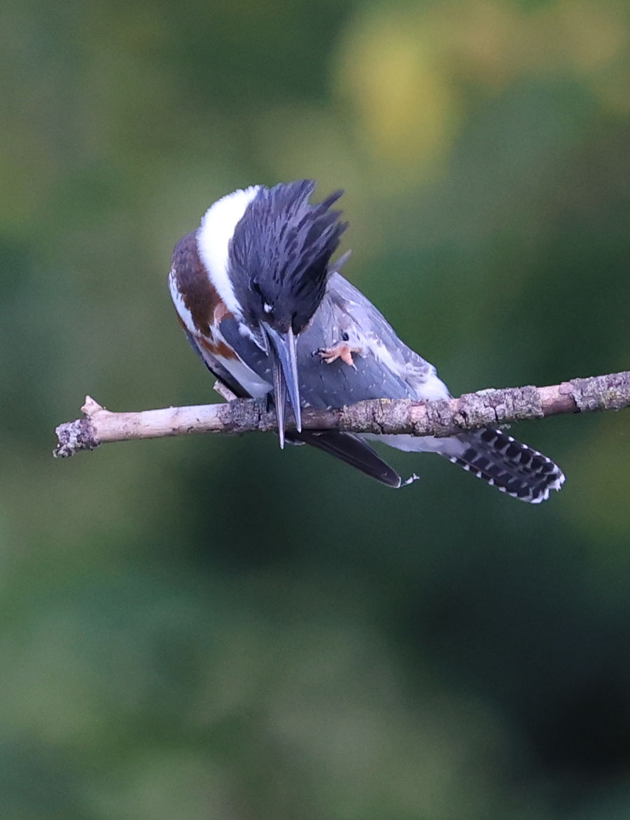 Juvenile female Belted Kingfisher